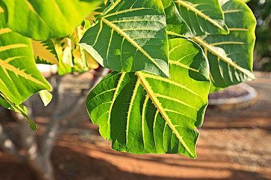 经典连招爽游续作《机神终结者X》发布新预告